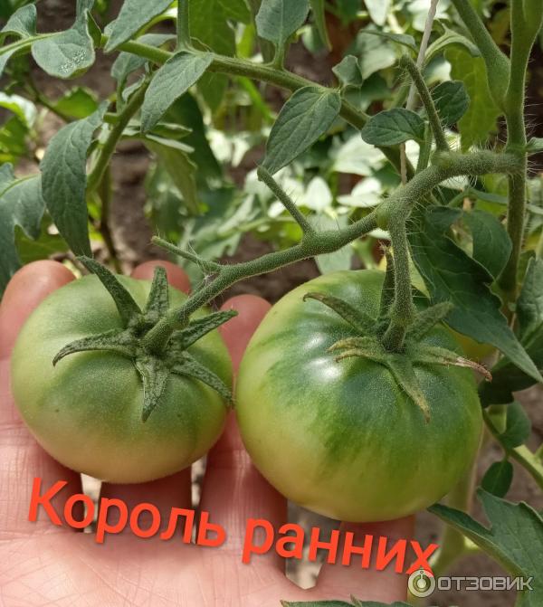 Отзыв о Семена томата Сибирский Сад \